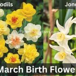 Daffodils and Jonquils