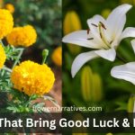 Marigold & Lily