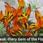 Parrots Beak Flower