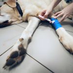 Pet Health Issues