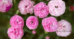 Carnation Flower