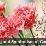 Carnation Flower Symbolism