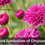 Chrysanthemums