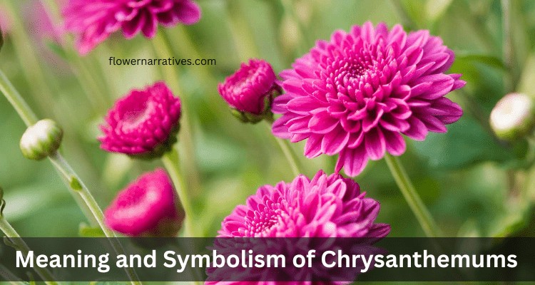 Chrysanthemums