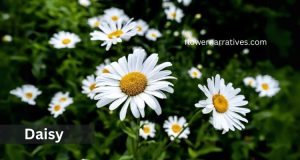 Daisy flower