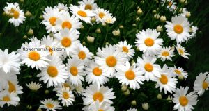 Daisies