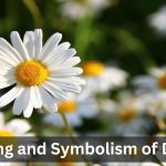 Daisy flower symbolism