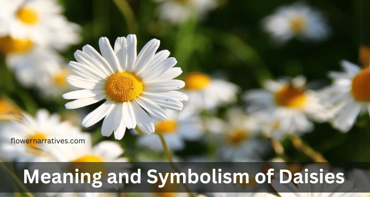 Daisy flower symbolism