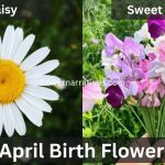 Daisy and Sweet Peas flowers