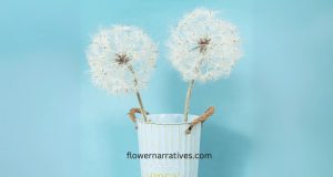 Dandelion meaning