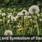 Dandelion Symbolism