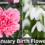 January Birth Flower