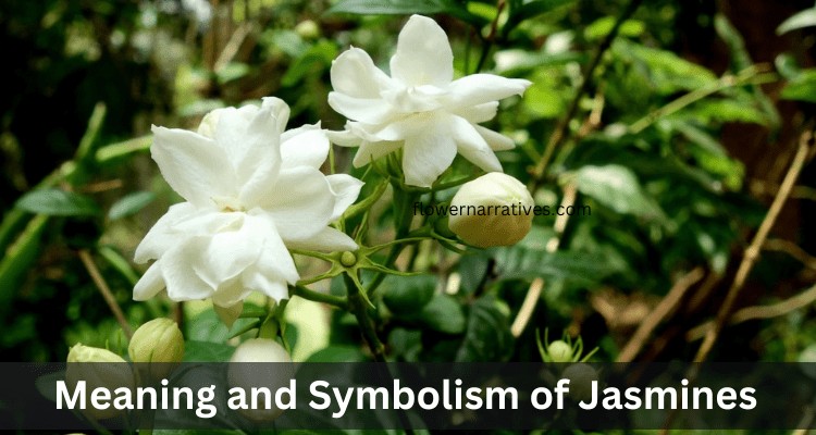 Jasmine Flower