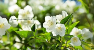 Jasmine flower