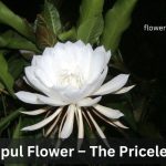Kadupul flower
