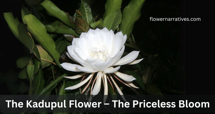 Kadupul flower