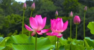 lotus