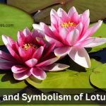 Lotus flower symbolism