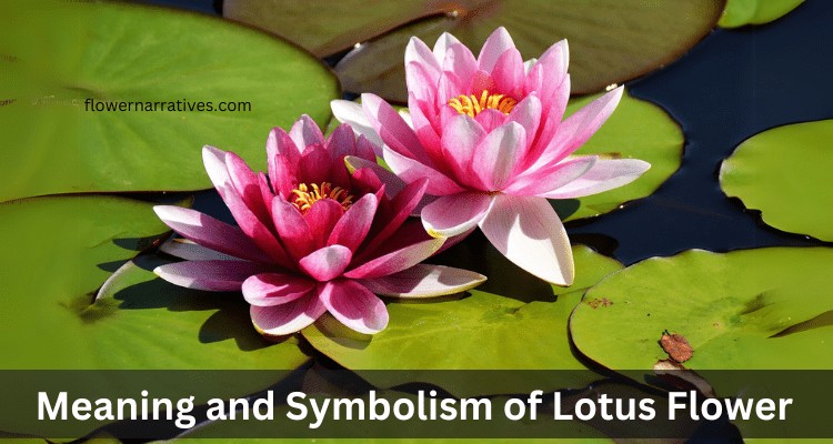 Lotus flower symbolism
