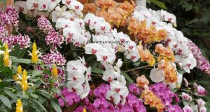 orchid flower