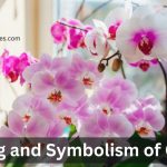 Vibrant pink orchids symbolizing love