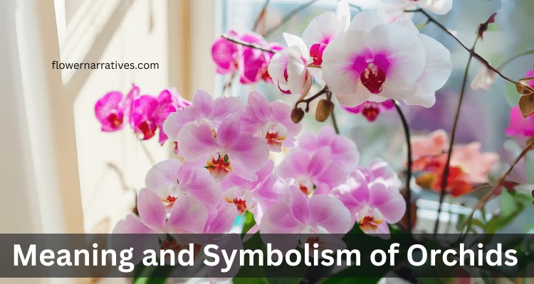 Vibrant pink orchids symbolizing love