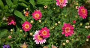 Daisy