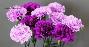 carnation flower