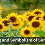 Sunflower Symboloism