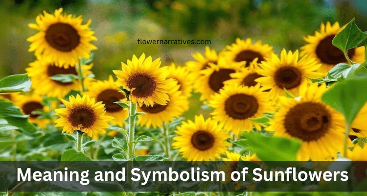 Sunflower Symboloism