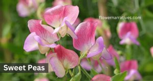 Sweet Pea flower
