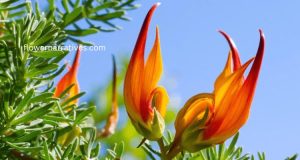 The Parrots Beak