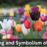 Tulip Flower