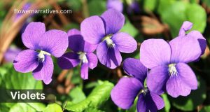 Violets flower