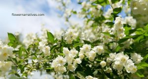 White Jasmine Flower