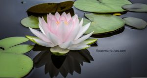 white lotus flower