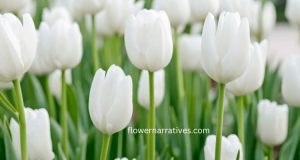 white lily