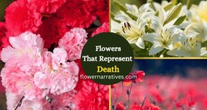 Flower representing death