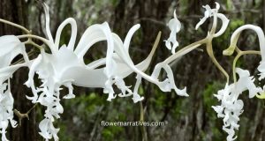 ghost orchids