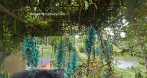 jade vine