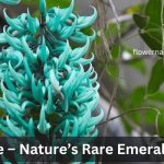 jade vine flower