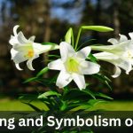 symbolism of lily flower