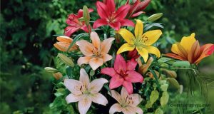 lily flower