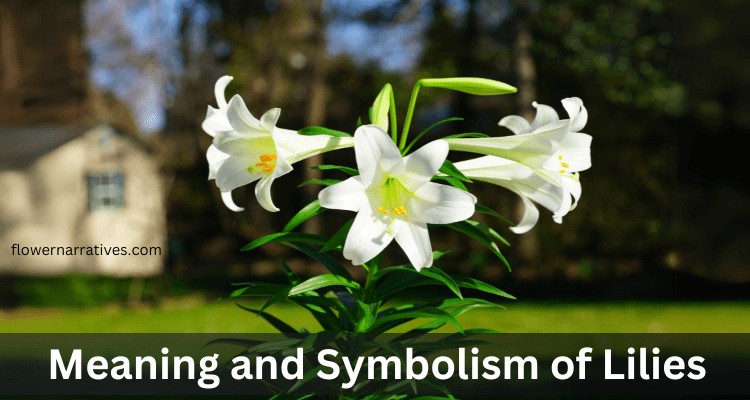 symbolism of lily flower