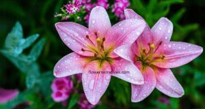 lily