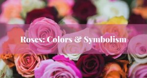 rose meaning