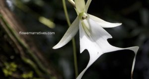 the ghost orchid flower