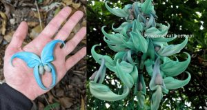 the jade vine