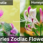 Aries Zodiac Flowers