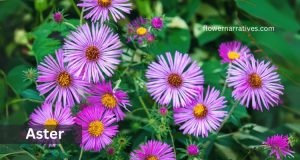 Aster